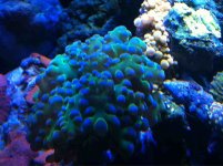 ImageUploadedByReefs1341460395.455856.jpg ImageUploadedByReefs1341460395.455856.jpg