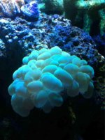 ImageUploadedByReefs1341460423.884120.jpg ImageUploadedByReefs1341460423.884120.jpg