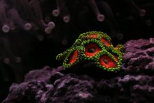 Zoanthids.jpg