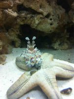 ImageUploadedByReefs1341460436.806979.jpg ImageUploadedByReefs1341460436.806979.jpg