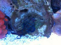 ImageUploadedByReefs1341460468.044689.jpg ImageUploadedByReefs1341460468.044689.jpg