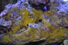yellowalgae.jpg