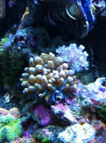 ImageUploadedByReefs1334536590.315569.jpg