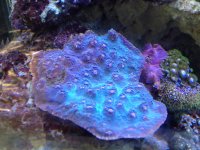 ImageUploadedByReefs1341466527.506575.jpg