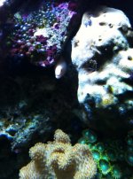 ImageUploadedByReefs1334536639.973419.jpg