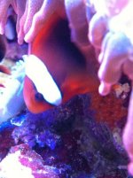 ImageUploadedByReefs1348864860.758899.jpg
