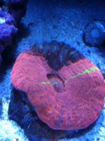 ImageUploadedByReefs1334538622.955526.jpg