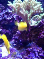 ImageUploadedByReefs1344699585.986126.jpg