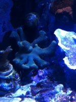 porites.JPG