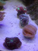 Acan pic.JPG