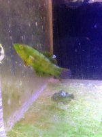 ImageUploadedByReefs1348959373.719298.jpg