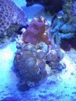 Mushroom Paly.jpg