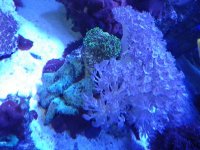 Reef on a rock.JPG