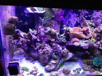 ImageUploadedByReefs1357500288.752039.jpg