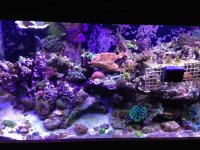 ImageUploadedByReefs1357500303.768497.jpg