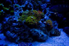 zoas small.jpg