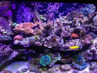 ImageUploadedByReefs1357500324.235282.jpg
