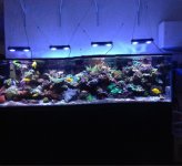 ImageUploadedByReefs1353622895.105645.jpg