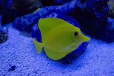 yellowtang small.jpg