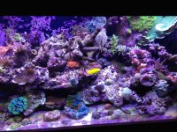 ImageUploadedByReefs1357500338.518613.jpg