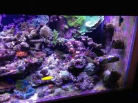 ImageUploadedByReefs1357500355.202020.jpg