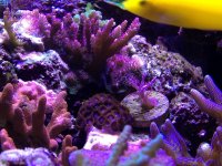 ImageUploadedByReefs1357500373.068458.jpg