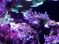 ImageUploadedByReefs1357500397.318341.jpg