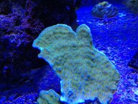 ImageUploadedByReefs1353631927.426821.jpg