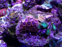 ImageUploadedByReefs1357500409.369299.jpg