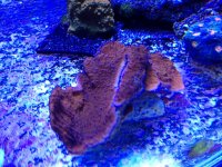 ImageUploadedByReefs1353631944.147418.jpg