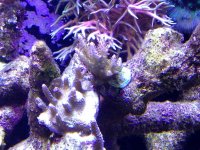 ImageUploadedByReefs1357500440.751736.jpg