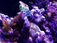 ImageUploadedByReefs1357500459.801688.jpg