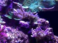 ImageUploadedByReefs1357500479.432763.jpg