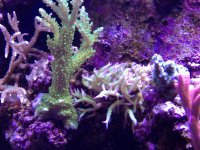 ImageUploadedByReefs1357500493.301974.jpg