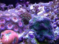 ImageUploadedByReefs1357500526.786861.jpg