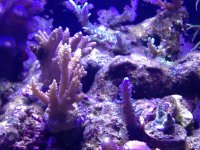ImageUploadedByReefs1357500541.001832.jpg