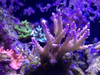 ImageUploadedByReefs1357500567.718633.jpg