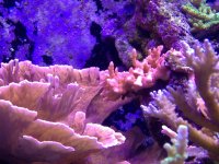 ImageUploadedByReefs1357500579.268568.jpg