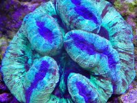 ImageUploadedByReefs1357500588.418614.jpg