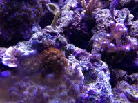 ImageUploadedByReefs1357500606.151736.jpg