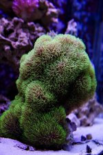 DSC_9458.jpg