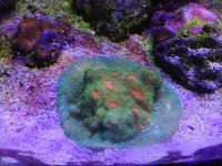 ImageUploadedByReefs1357500618.868505.jpg