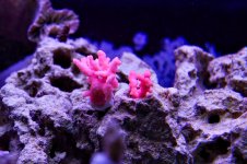 DSC_9462.jpg