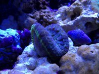 ImageUploadedByReefs1338073586.993405.jpg