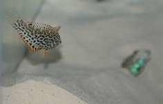 2leopards-swimming-insand.jpg