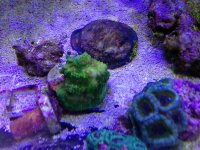 ImageUploadedByReefs1357500654.235070.jpg