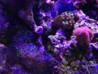 ImageUploadedByReefs1357500687.501637.jpg
