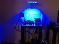 ImageUploadedByReefs1338075192.574564.jpg