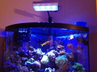 ImageUploadedByReefs1338075281.833007.jpg