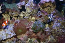 coral3.jpg